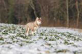 SIBERIAN HUSKY 243